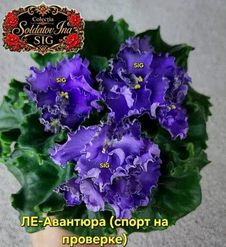 FB_IMG_1784393501206.webp