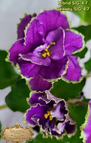 FB_IMG_1784394353735.webp