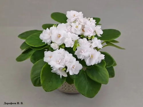 White Strawberry