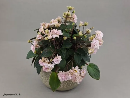 Pink Mint