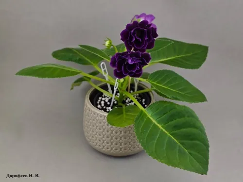Глоксиния Mini Violet