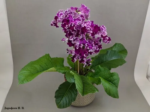 DS-Лена