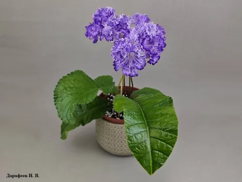 DS-Коралловый Риф