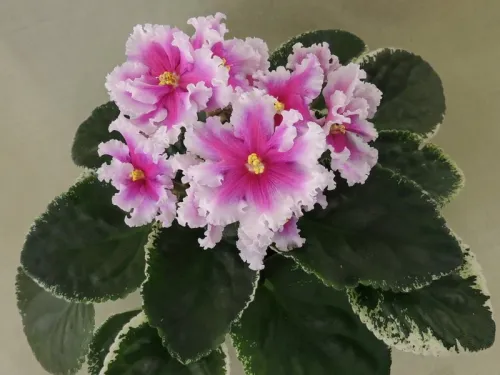 МТ-Яркие Сны.webp