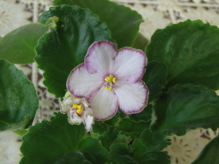 Копия IMG_4236.JPG