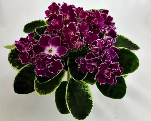 SV-Луиза Полина.webp