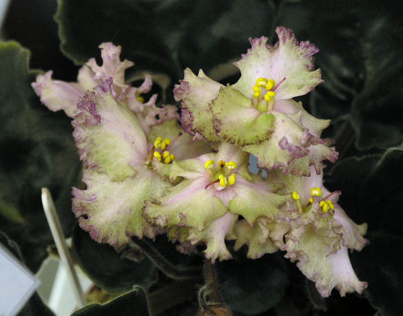 Pink Jade