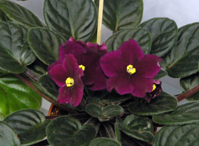 Optimara Arizona