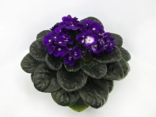 Optimara LooXo Gorgrous.webp