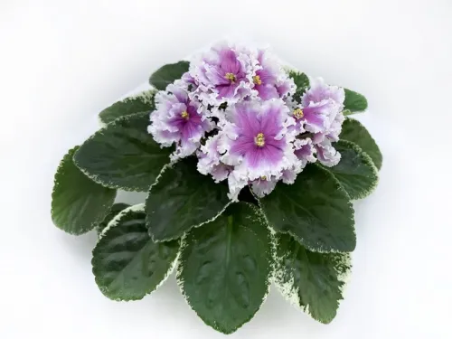 3. МТ-Яркие Сны колл.В.Петров.webp