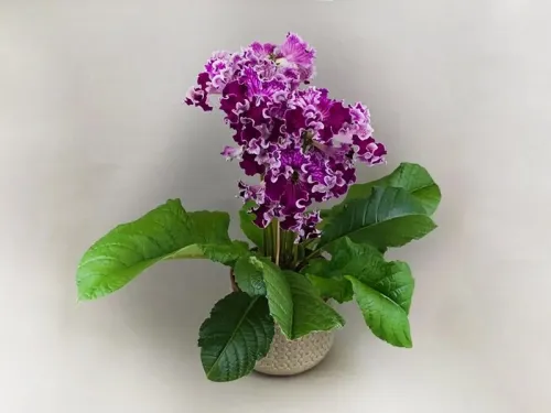 1. DS - Лена колл.Н.Дорофеев.webp