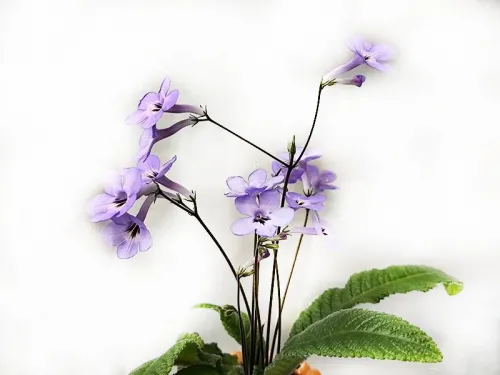 3. Hary No Yoi колл.Л.Пак.webp