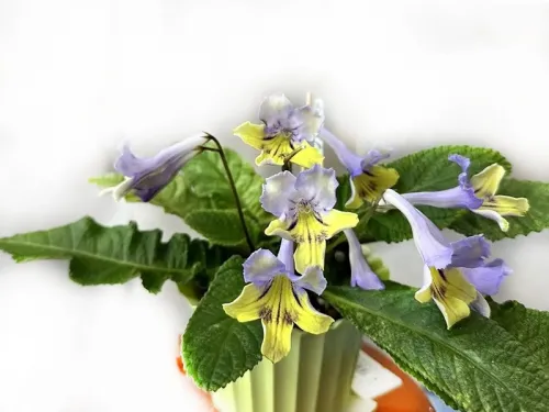 2. Dale's Polar Canary колл.Л.Пак.webp
