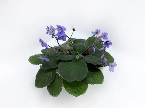 2. S.5b Mother E колл.Калгины.webp