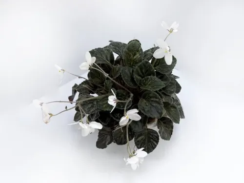 1. S.Diplotricha колл.Л.Пак.webp