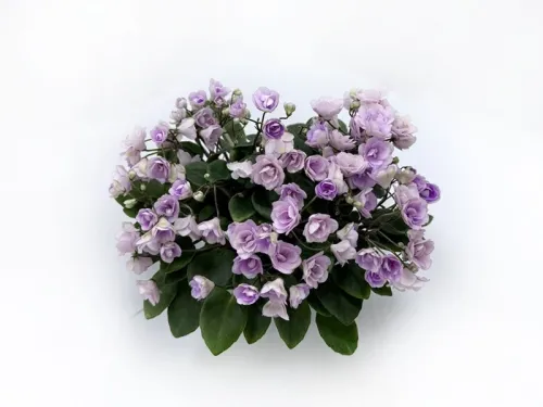 2. Cirelda колл.Л.Пак.webp