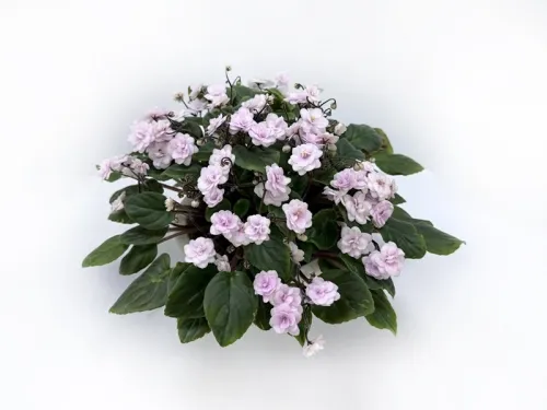 1. Rob's Vanilla Trail колл.Л.Пак.webp