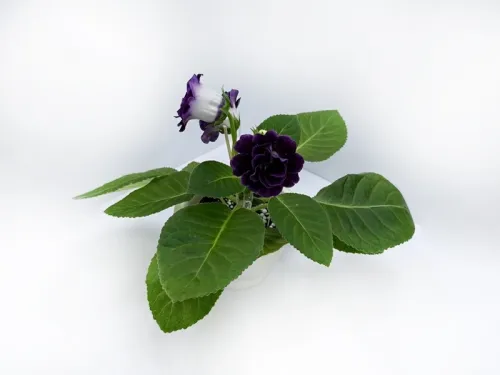 3. Глоксиния Mini Violet колл.Л.Пак.webp