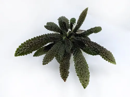 1. Nautilocalyx emphasis колл.Л.Пак.webp