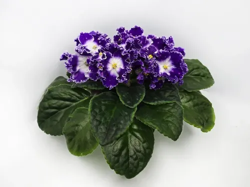1. СВ-Город Байконур колл.Е.Галицкая.webp
