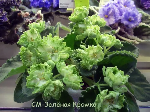 01zd3nSVKLDhmPGYk-hE367Y63Mp6iOBFWVZOqvc4wN1ldqVzgsnrB0luNkqIR5PwfvwXF446j0Oj42e_ztsGrAu1.webp