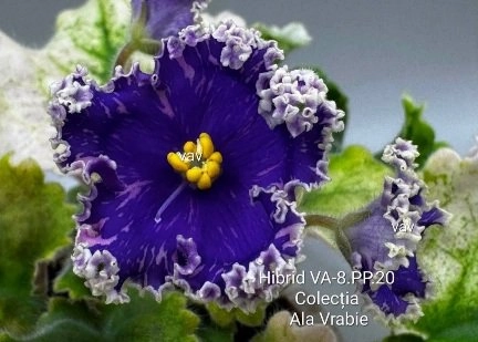Screenshot_20260724-230412_Facebook.webp
