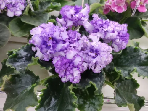 ТФ-Северное Сияние.webp