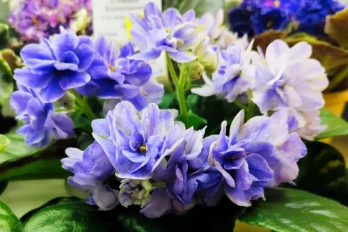 IMG_20260726_094112.webp