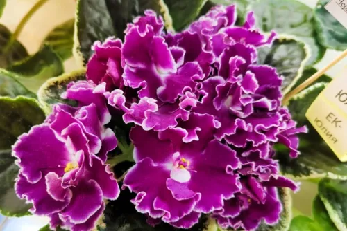 IMG_20260726_094226.webp