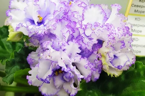 IMG_20260726_094652.webp