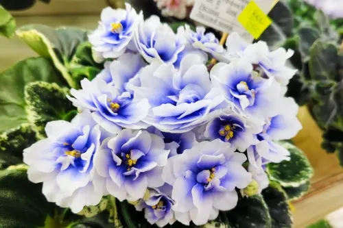 IMG_20260726_095622.webp