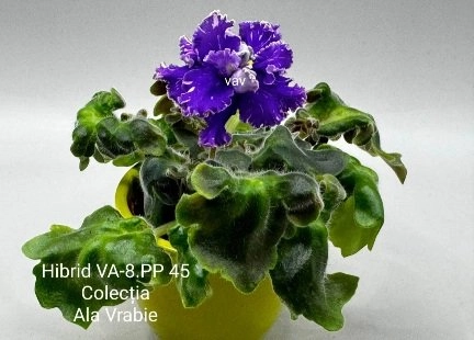 Screenshot_20260726-101954_Gallery.webp