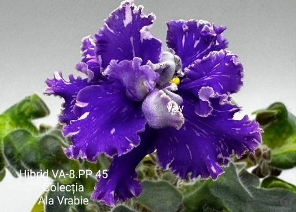 Screenshot_20260726-102009_Gallery.webp