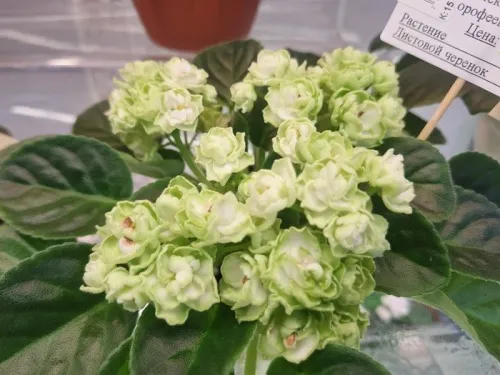 Hunter's Cabbage Goddess.webp