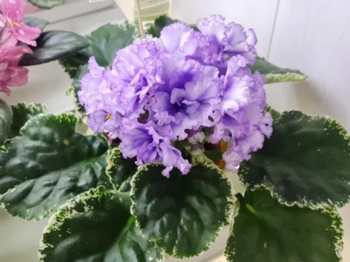 КО-Северное Море.webp