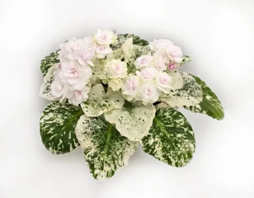 Watermelon Snow
