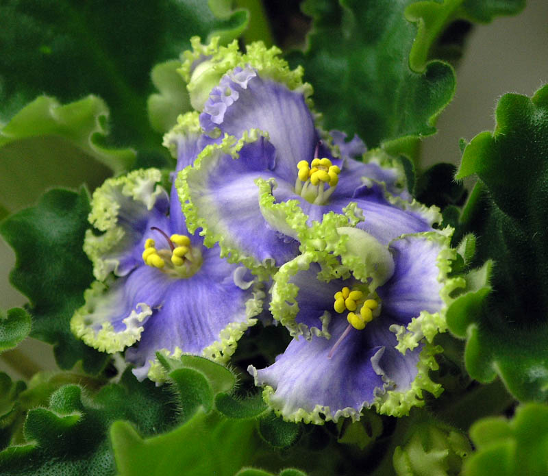Partly Cloudy