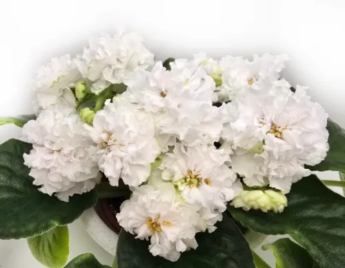 ТФ-Зоринька Ясная