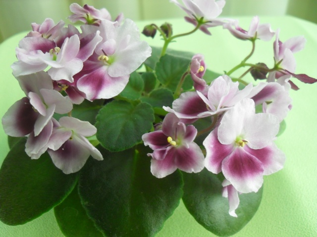 Mac`s Southen Springtime.JPG