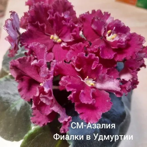 Безымянный.webp
