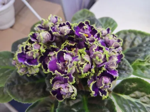 ЕЛ-Миллиана.webp