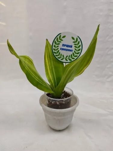 Сансевиерия Moonshine Variegata