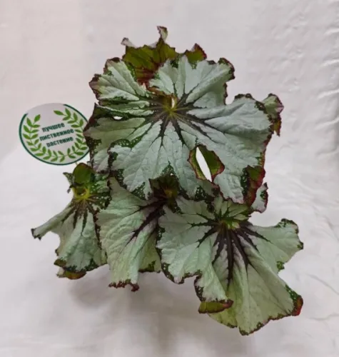 Бегония Green Gold