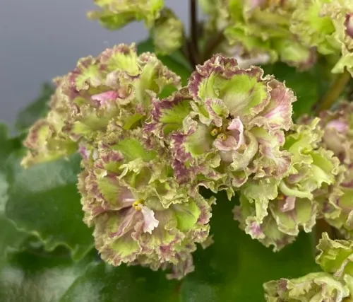 Allegro Pink Pistachio 2