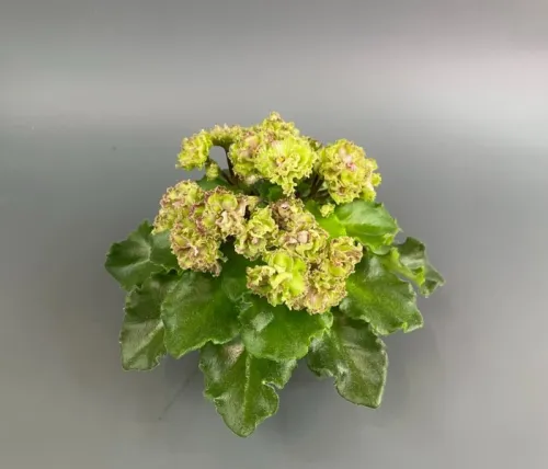 Allegro Pink Pistachio 1