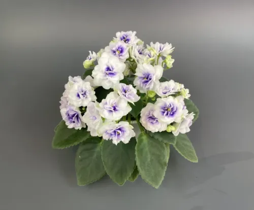 Rob's Cotton Ball