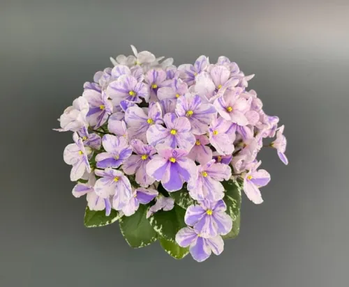 Р -Лунатики