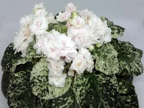 Watermelon Snow.webp