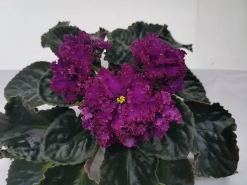 IMG_20260820_013247.webp