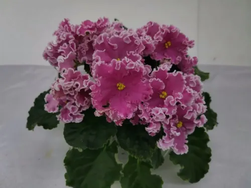 IMG_20260820_024743.webp